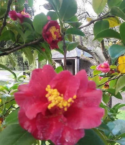 Landsted Galea Carballido